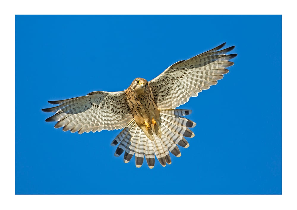 Image of Kestrel Hunting