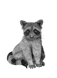Image 1 of Raccoon