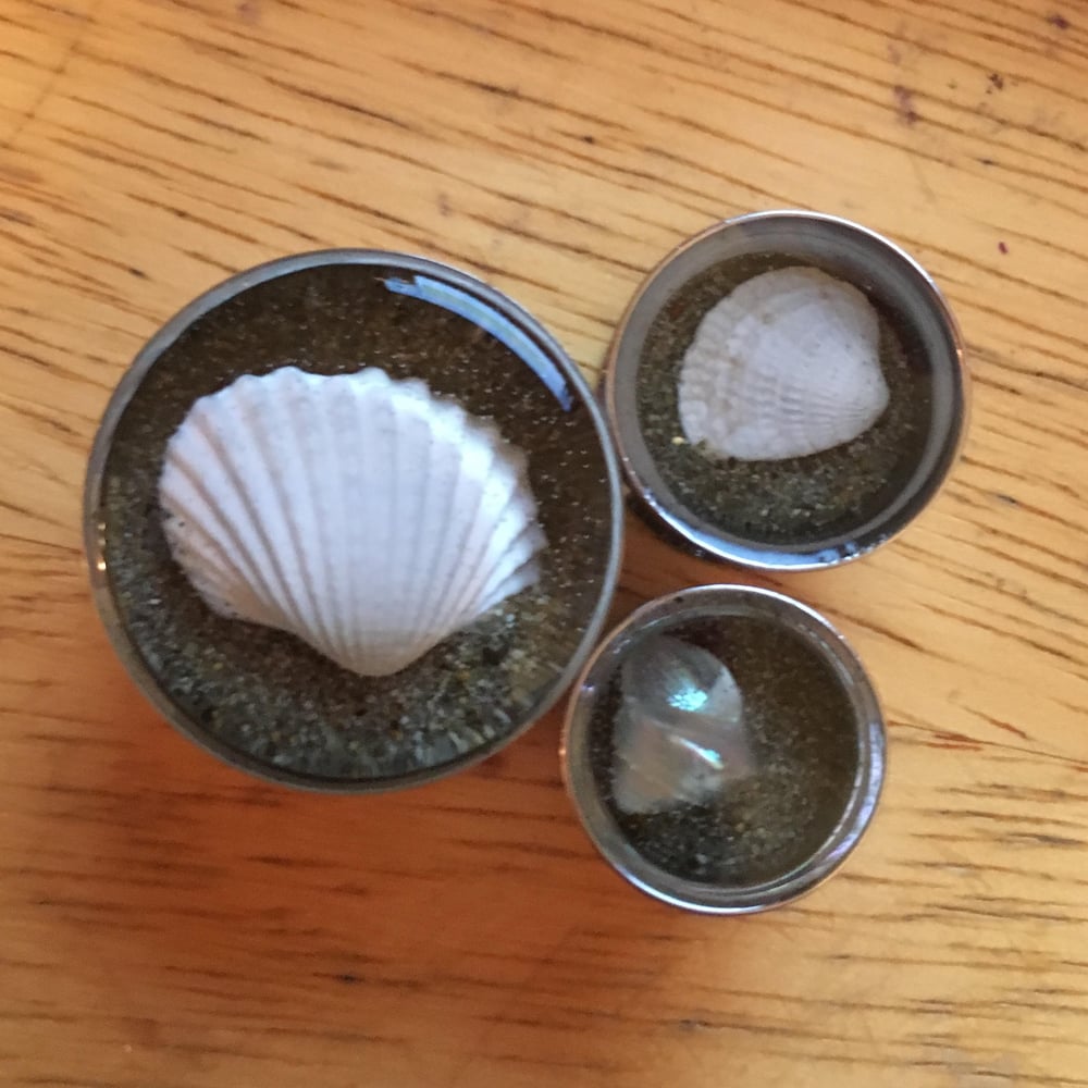 Image of Seashell plugs (sizes 2g-2")