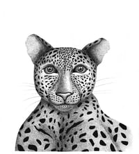 Image 1 of Leopard