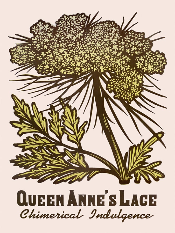 Image of Queen Anne's Lace