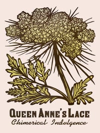 Queen Anne's Lace