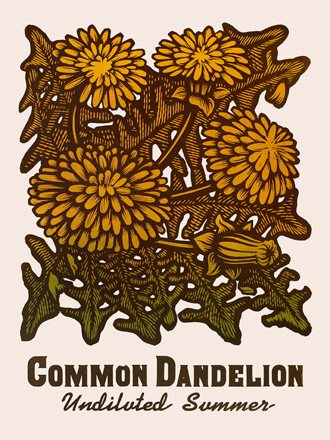 Image of Common Dandelion