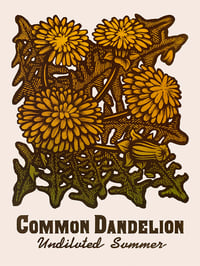Common Dandelion