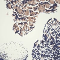 Image 4 of FUNGI Nº1