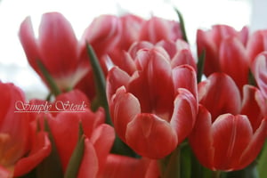 Image of the tulips (photo)