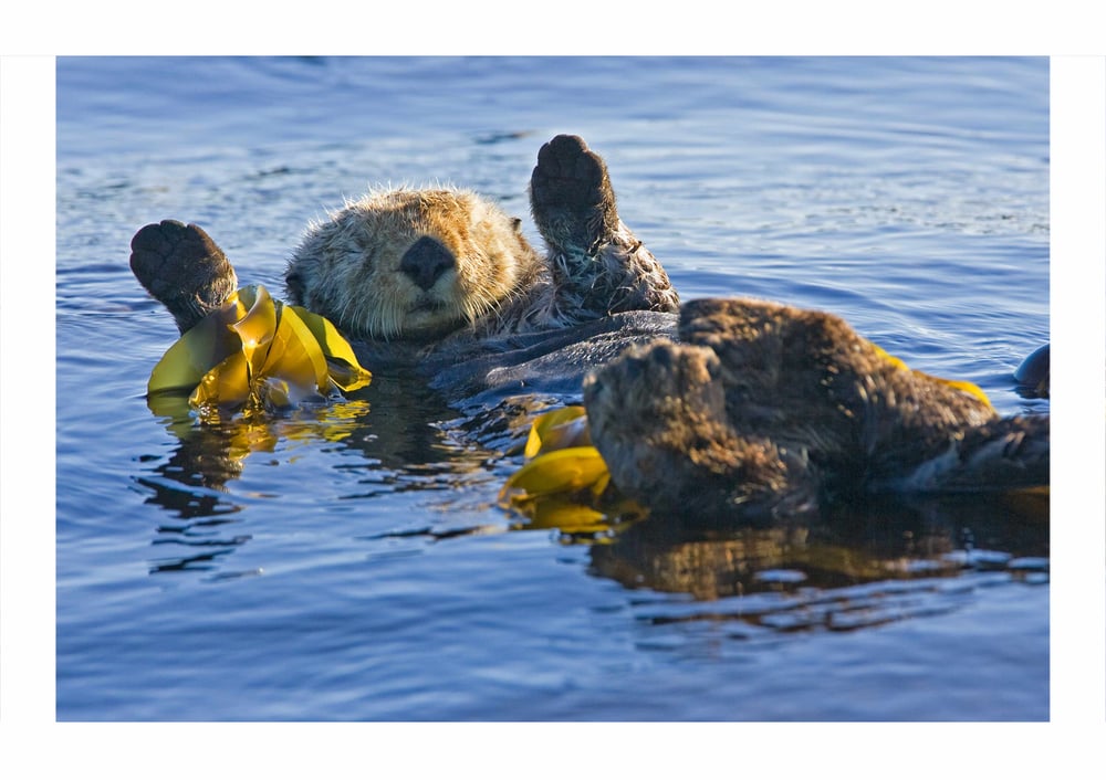 Image of Sea Otter resting