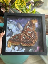 Atlas Moth frame 