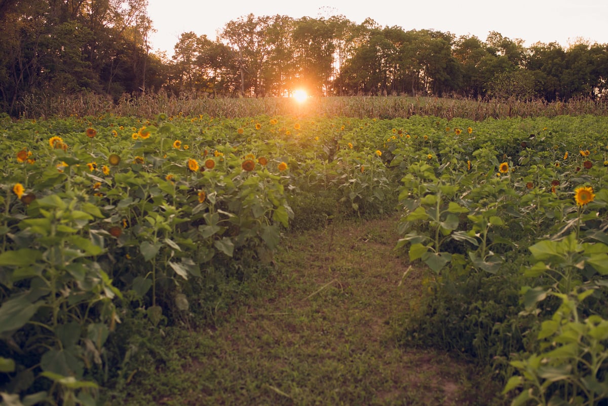 Image of Grant Creek Farm | Fall Mini