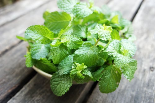 Image of PEPPERMINT spagyric tincture - alchemically enhanced plant extraction