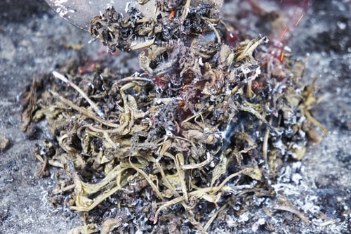 Image of PEPPERMINT spagyric tincture - alchemically enhanced plant extraction