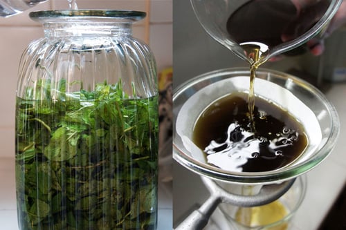 Image of PEPPERMINT spagyric tincture - alchemically enhanced plant extraction
