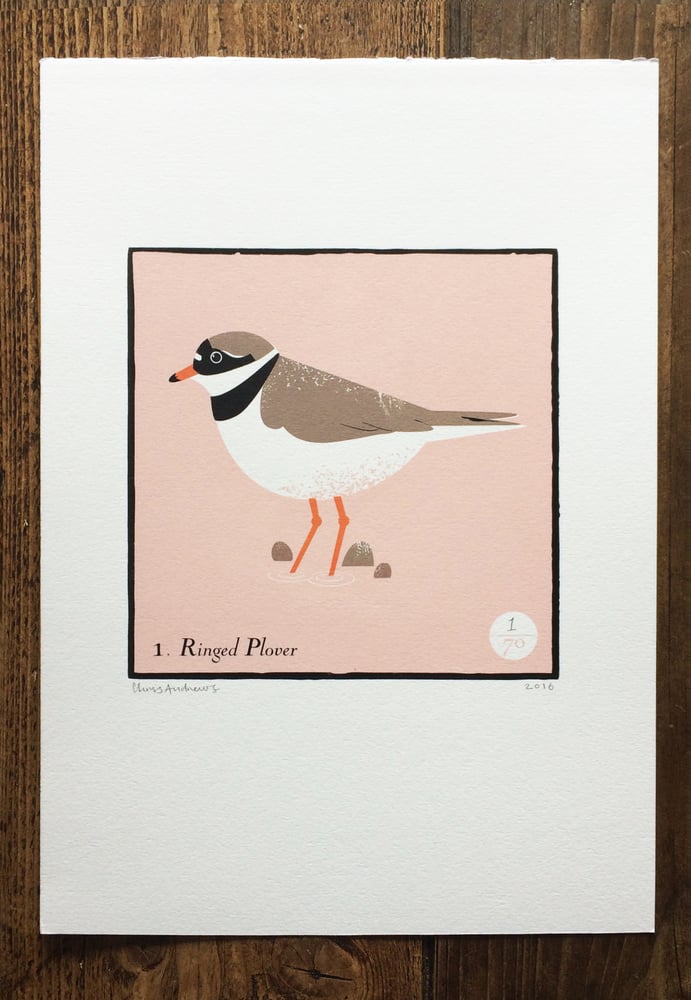 Image of Ringed Plover