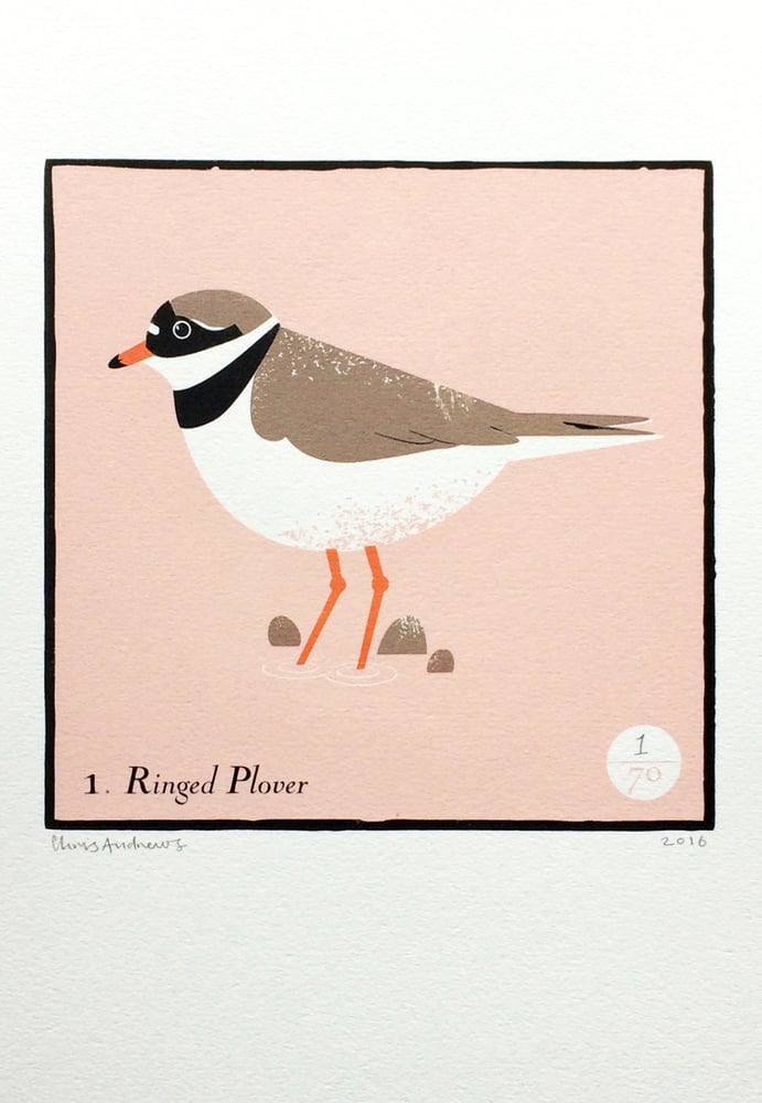 Image of Ringed Plover