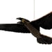 Image of JCR BIRDS : RAVEN