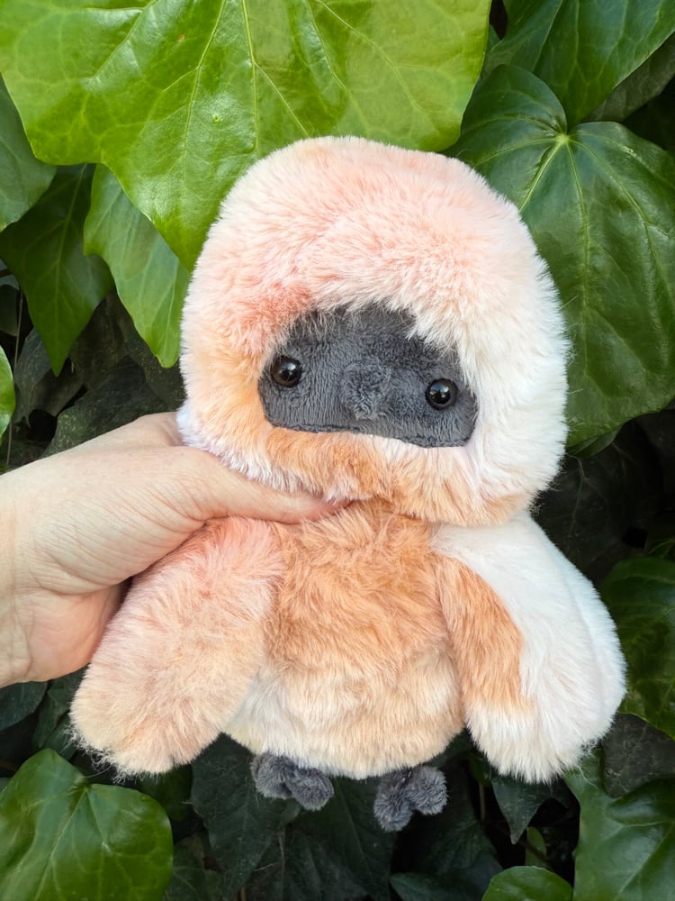 Image of silkie chicken-first payment