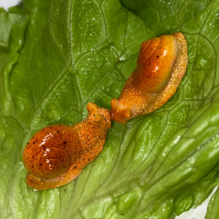 Image of PINS  « L’ESCARGOT » 