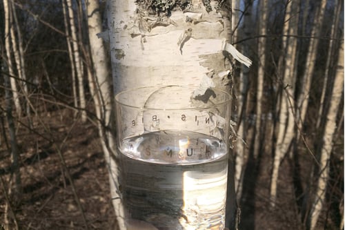 Image of VERBA water glass with Latin inscription in gold