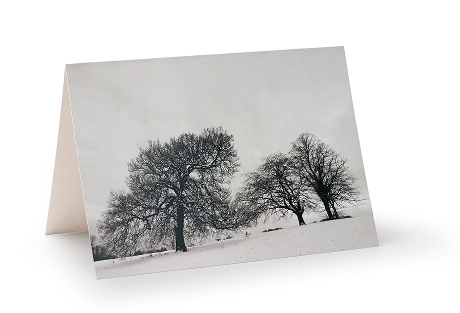 Image of Winter oak and beech trees