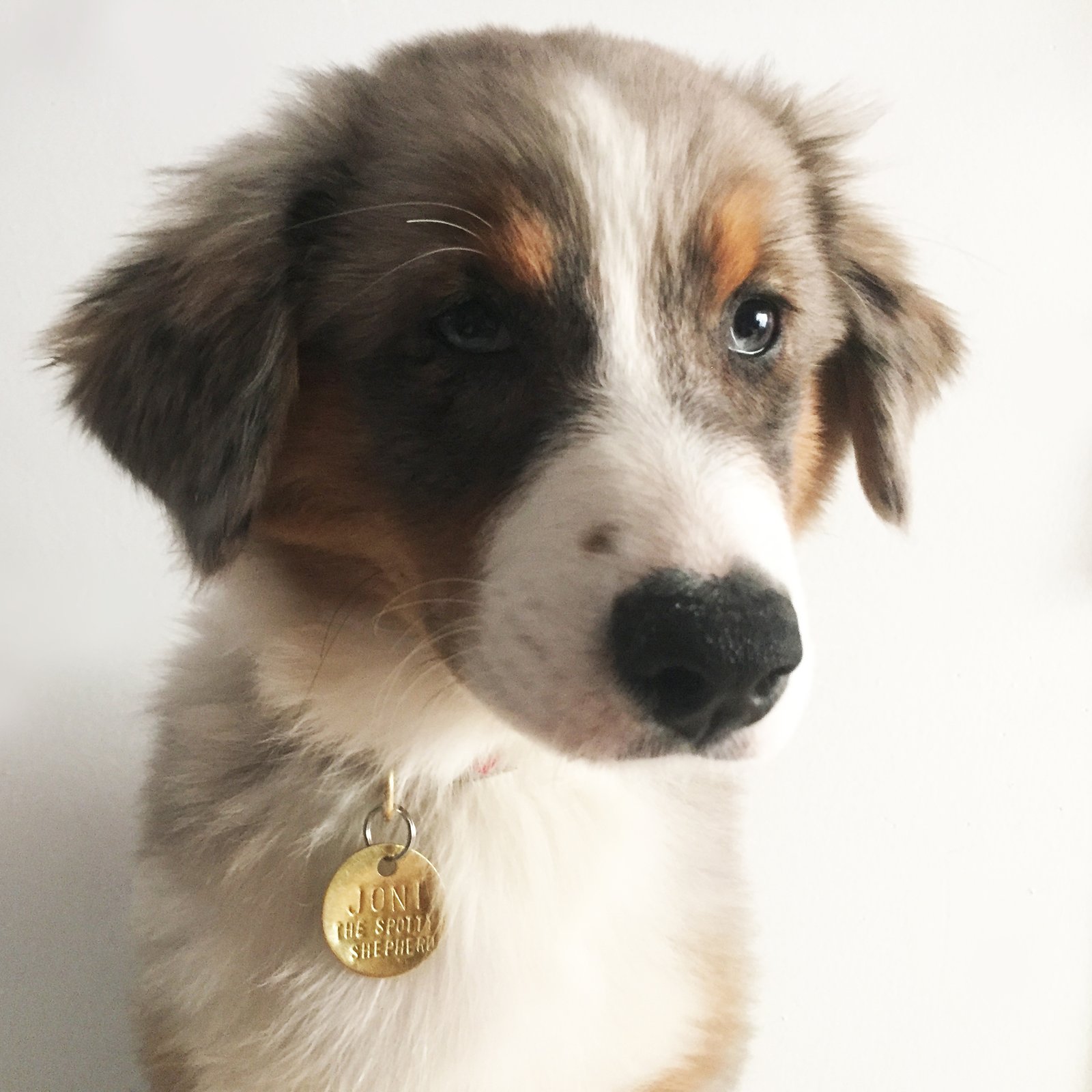 CUSTOM HAND HAMMERED PET ID TAG | chaparral studio