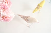 Image 3 of cocon bird 