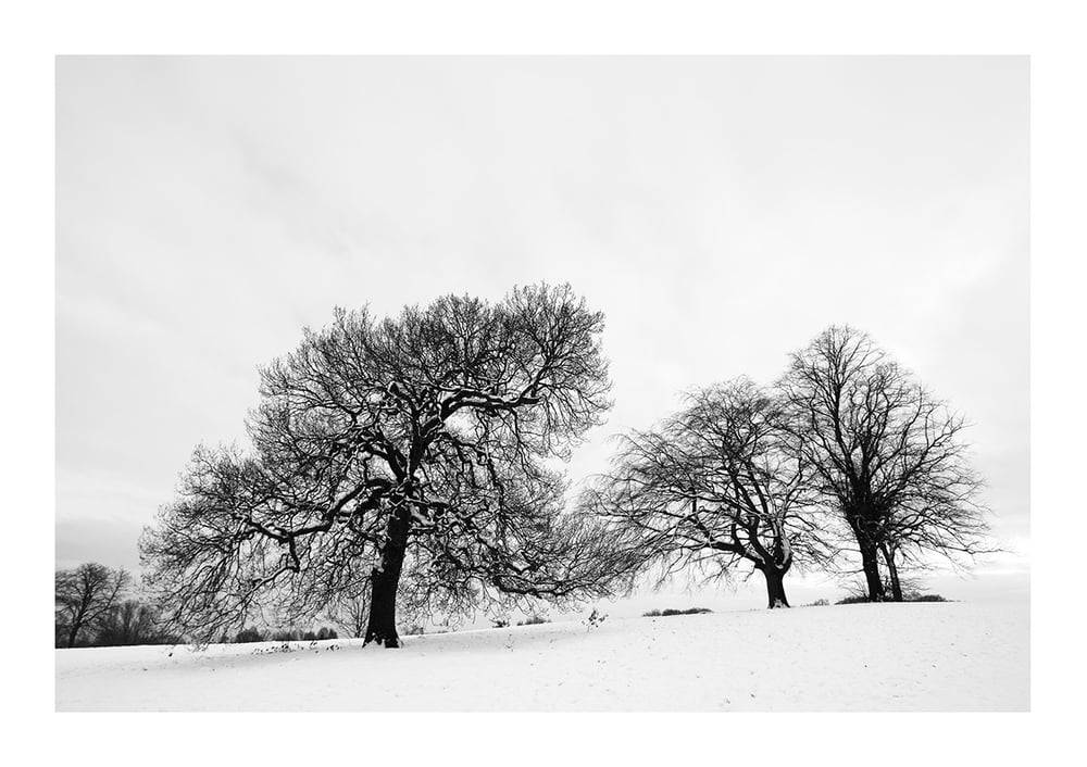 Image of Winter Oak and Beech Print