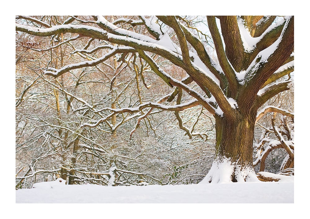 Image of Winter Oak Print