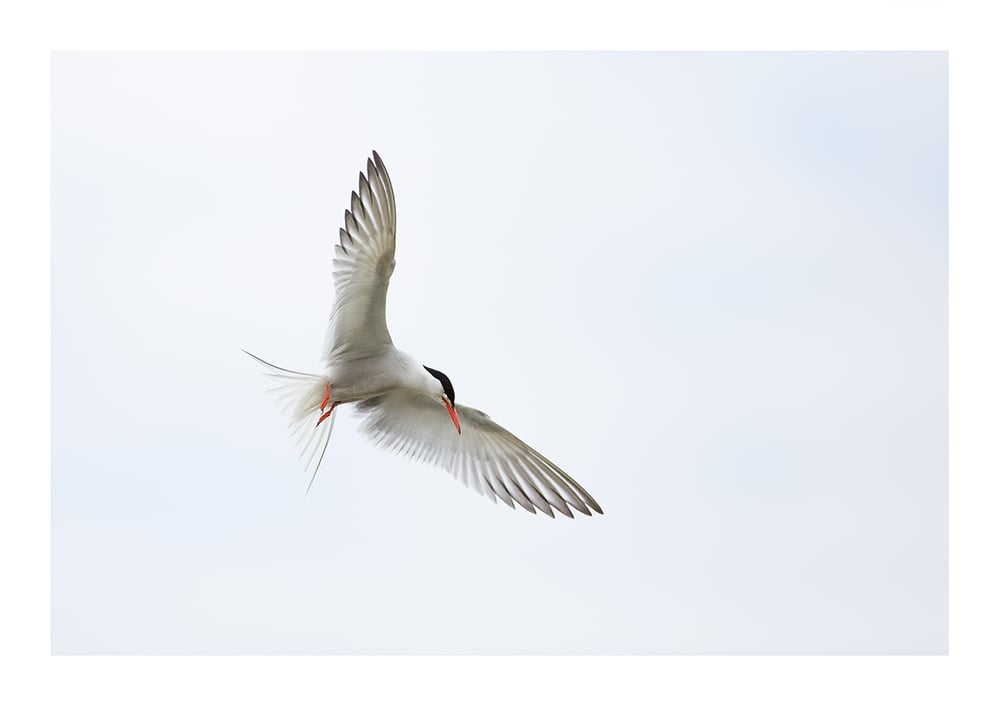 Image of Common Tern