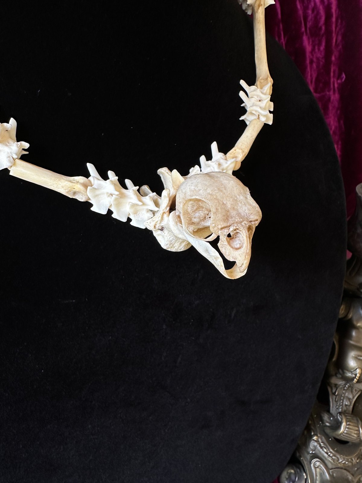 Parakeet Skull - Bone Necklace | Madame Macabre's House of Curiosities