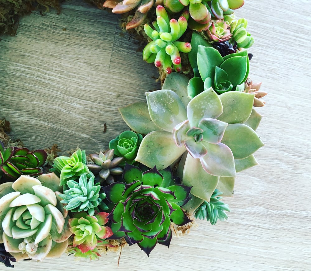 Image of Succulent Wreath