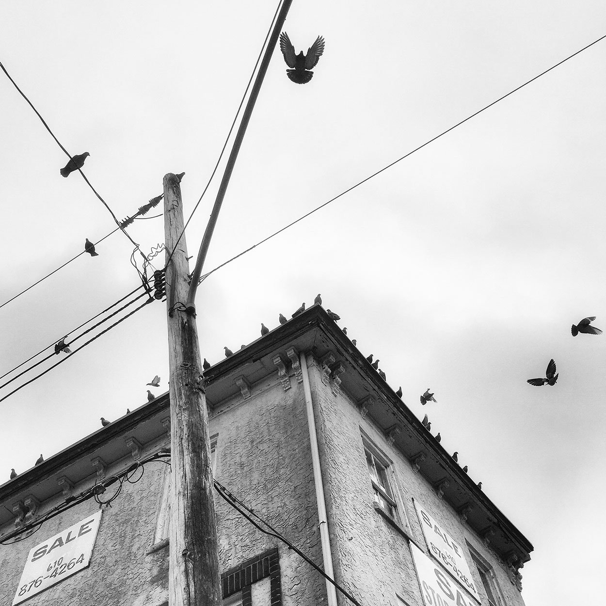 Image of Birds on a Building by Jessica Kourkounis