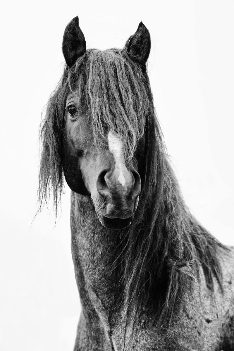 Image of The Mustang - Black and White 