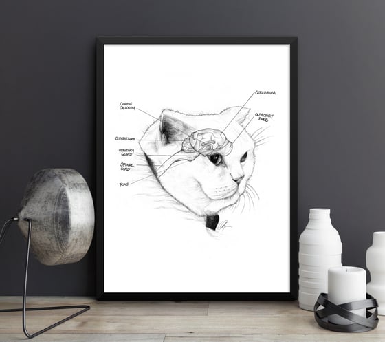 Image of Feline Neuroanatomy - Art Print