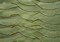 Image 5 of Leaf Stitching: 6 postcard pack