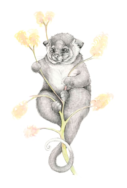 Image of Possum Magic Giclée Print