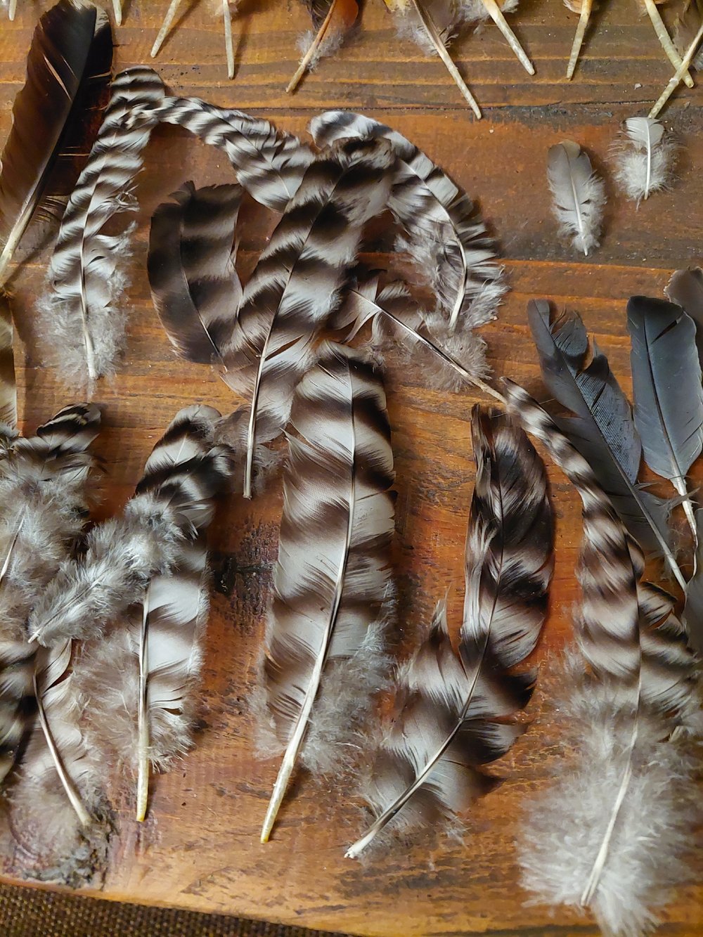 Image of FEATHERS FOR ART🪶 🖼🪶