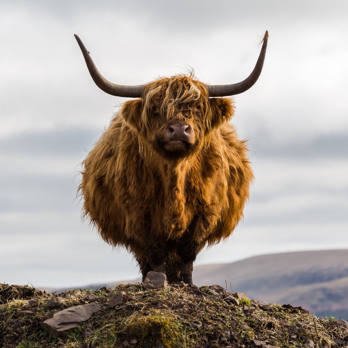 Image of Highland Cow