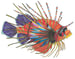 Image of Lion Fish