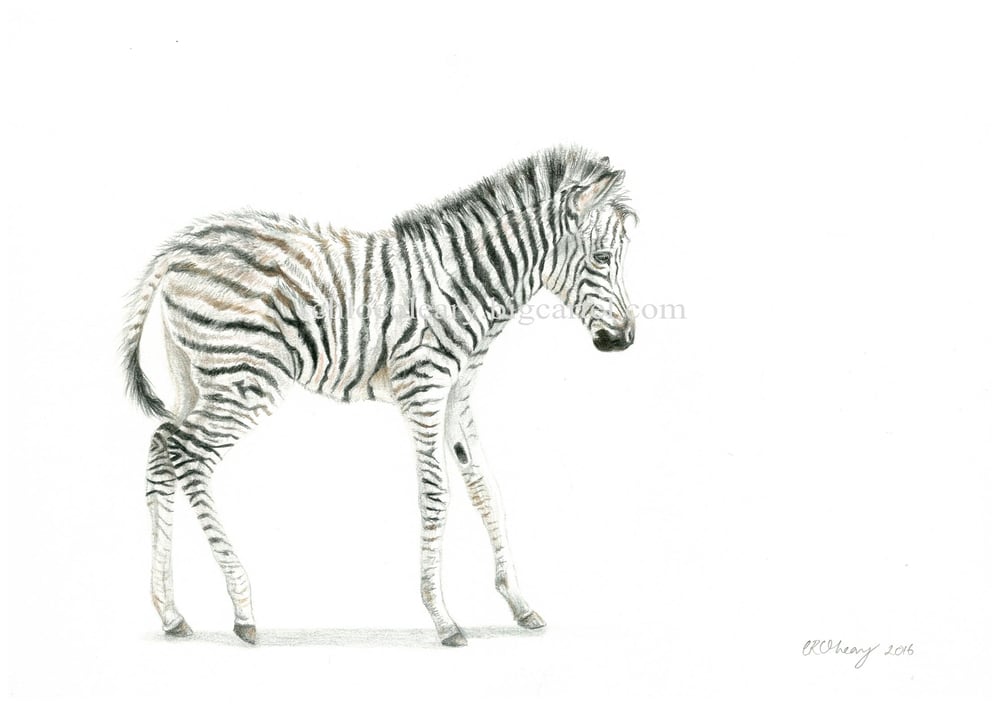 Image of "Zebra Foal" Giclee Print