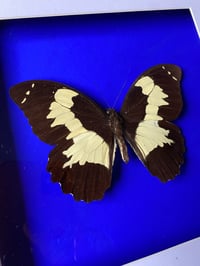 Image 1 of Papilio euchenor