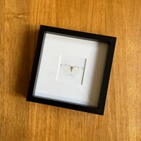 Framed Giclee Print - White Morpho Butterfly.