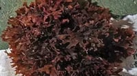 Image 2 of Irish Sea moss (Chondrus Crispus)