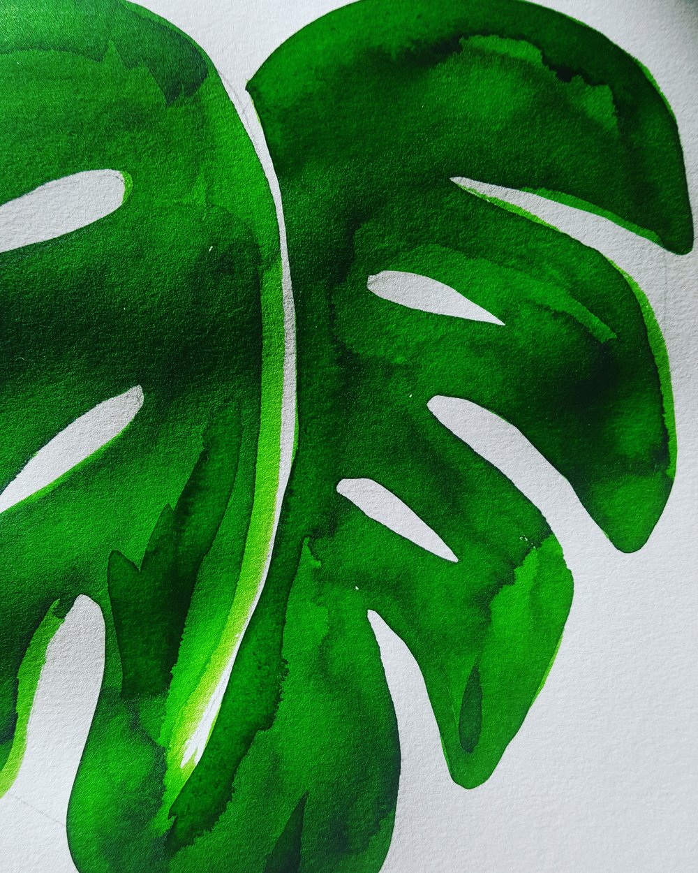Image of Green Monstera Leaf