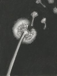 Dandelion