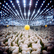 Image of Sheep Rave