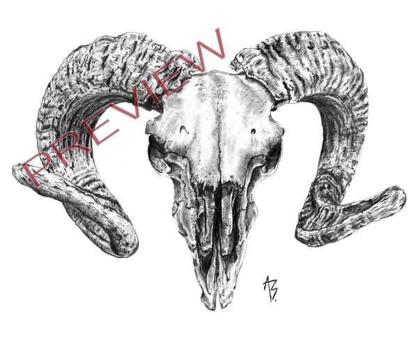 Image of Ram Skull 