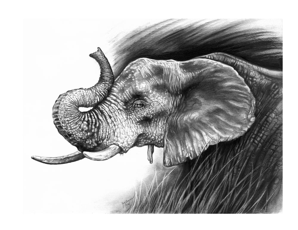 Image of Elephant in Charcoal - LIMITED or Unlimited Prints