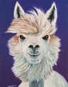 I, Alpaca - Giclèe Print 
