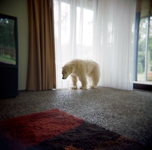 Image of Polar Bear