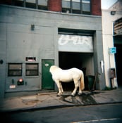 Image of White Horse